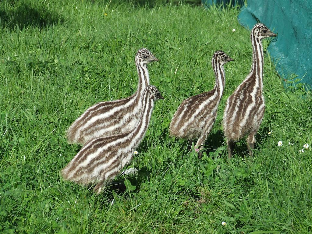 Runciman Berries And Emus B&B Ramarama Eksteriør bilde