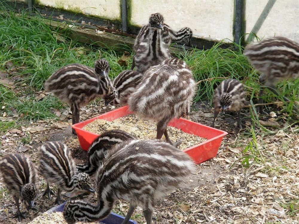 Runciman Berries And Emus B&B Ramarama Eksteriør bilde