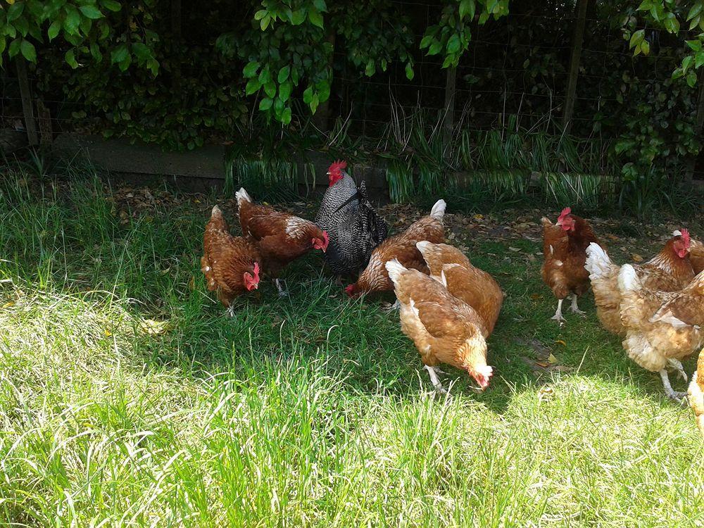 Runciman Berries And Emus B&B Ramarama Eksteriør bilde
