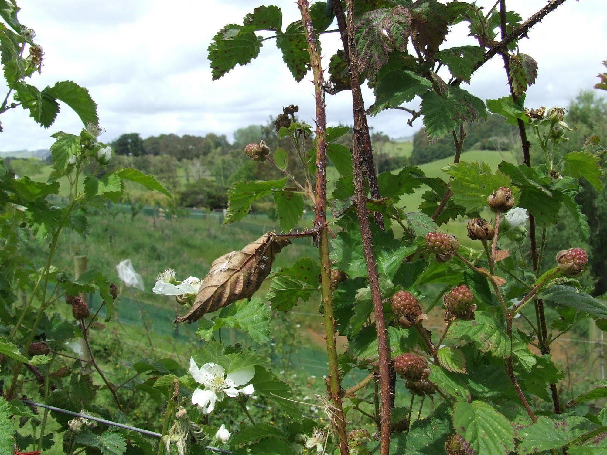 Runciman Berries And Emus B&B Ramarama Eksteriør bilde